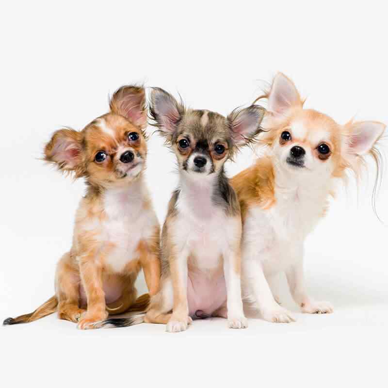 inner_gallery_02 https://barkingmadltd.co.uk/wp-content/uploads/2019/08/inner_gallery_02.jpg