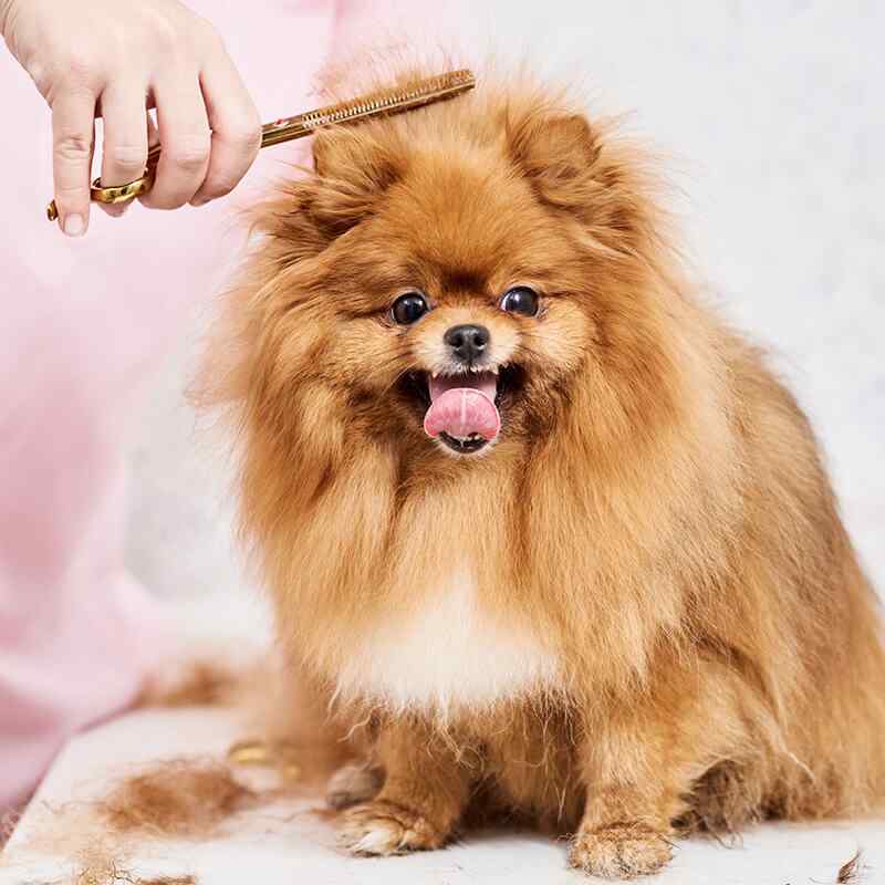 inner_gallery_07 https://barkingmadltd.co.uk/wp-content/uploads/2019/08/inner_gallery_07.jpg