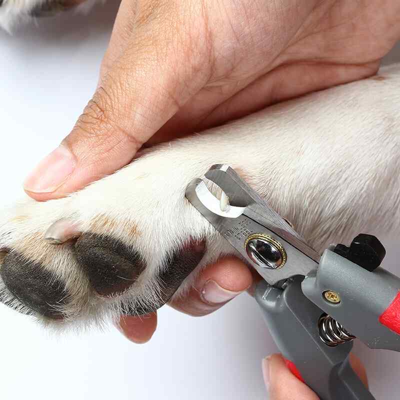 inner_gallery_08 https://barkingmadltd.co.uk/wp-content/uploads/2019/08/inner_gallery_08.jpg